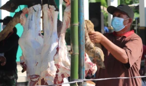 Aktivitas penyiapan hewan kurban Iduladha 1447 H di Sulawesi Barat, Rabu, 27 Mei 2026.