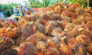 Ilustrasi tumpukan buah sawit segar hasil panen petani perkebunan.